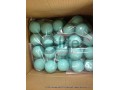 LB1004-Lacrosse Ball,NCAA NHFS Approved,Blue